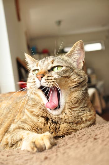 �ۤ餽������