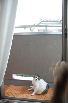 ズサササササーーー!