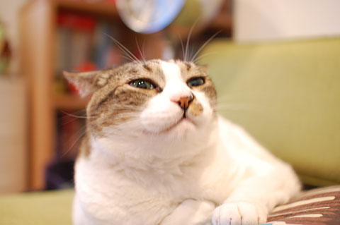 ああ、また出た(笑)