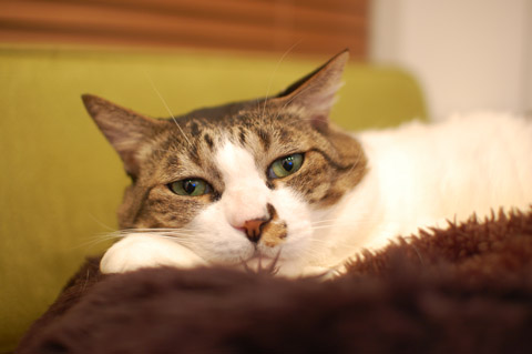 今回は長続きしそう。。。
