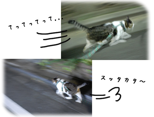 一応ちゃんと歩きまわってきましたよ