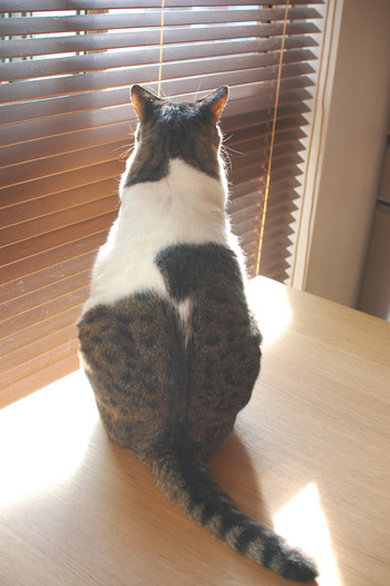 めトリョーシカ