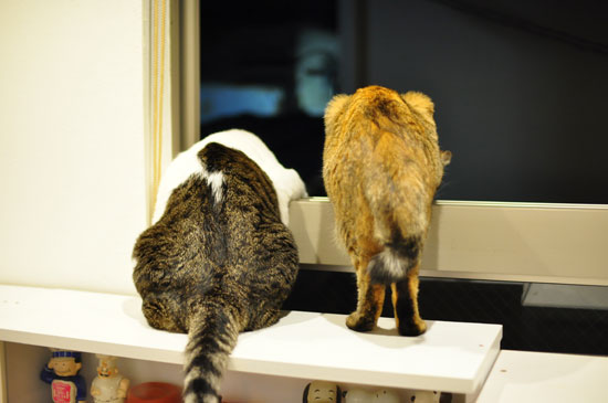 異常なーし...いやあり?