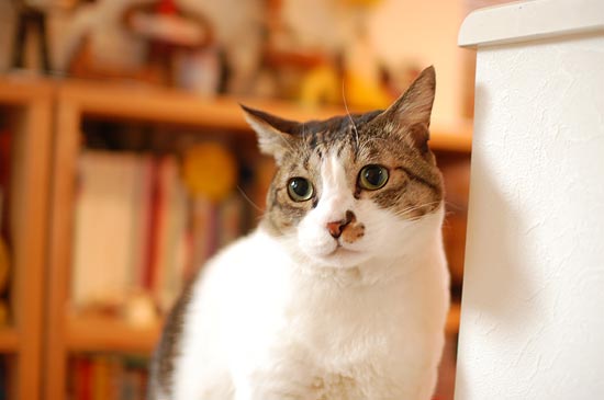 �İ������ޤ���