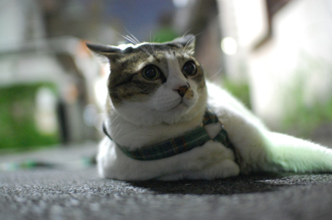 転がっていたいんや!