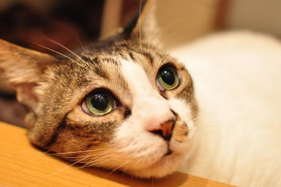 �Ӥ˺��Ȥ��Ĥ��Τ�͡�����