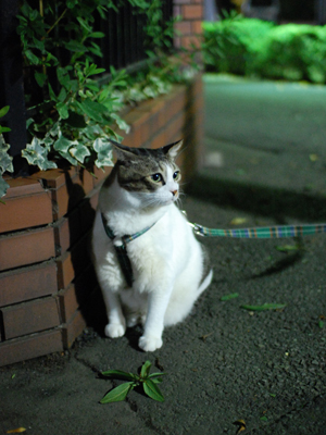 ちょこん