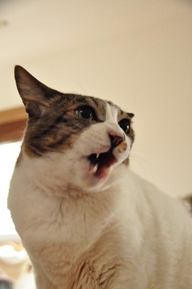 写真をクリックすると
