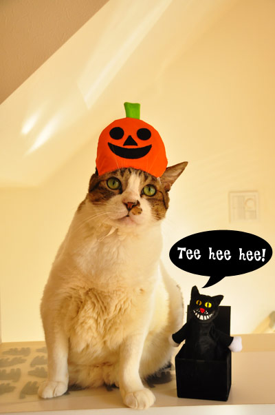 �դ��򳫤���ȥͥ������ӽФ����Ĥ���Ǥ��褳�졣