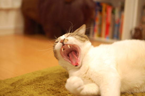 �����ø�������ĥ��ʡ�