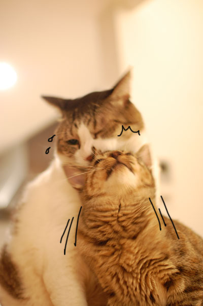 ��֤����餵��