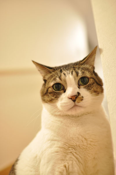 ��ޤ뤤�ʡ���
