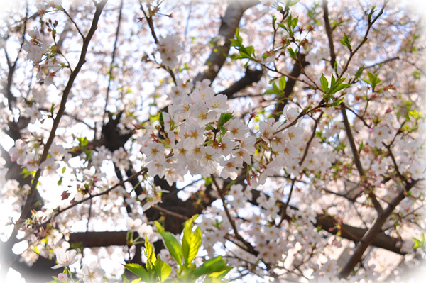 だからこそこんなに桜は人気なんでしょうけどね。