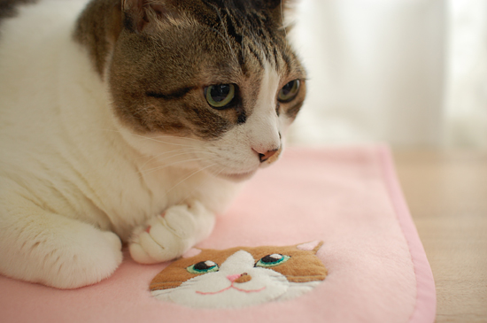 めんマーク。