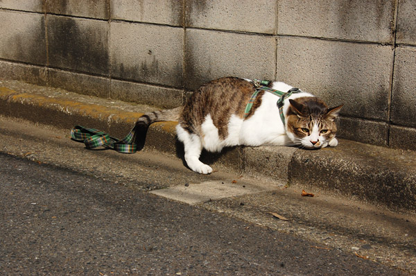 なんでそんなヘリに。。。?