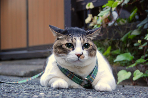 �ɤä���¤����