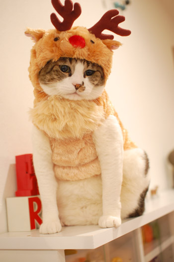 �����Ϥ��ޥ��󥿤��о줷�Ʋ�������(*^m^)