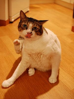 ぺろ〜ん