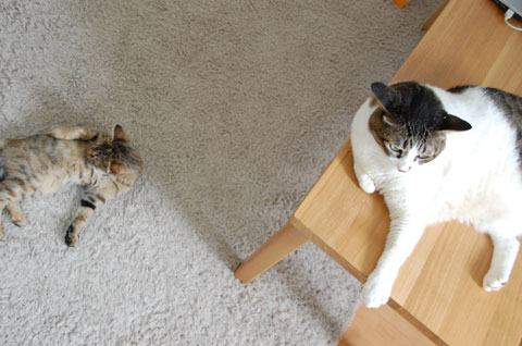�դ���δ֤ˤϤޤ��ޤ���Υ������ޤ��ʡ�