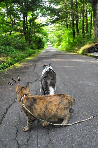 わいが指導したる!