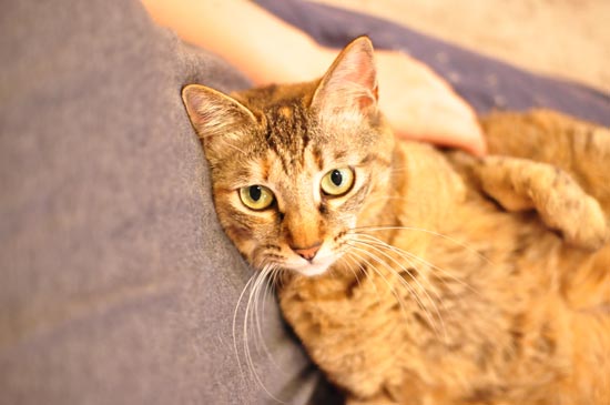 うずらさんは、昼夜問わずくっついてきます。