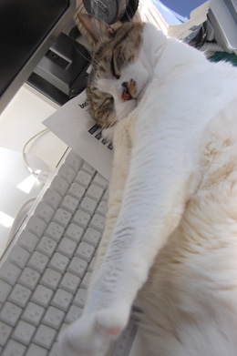 �Ǥä����Ǥ��͡�