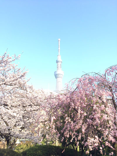 満開の桜をギリギリ見られてよかった^^
