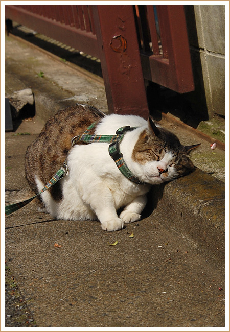 数日前の外パト時の写真です。