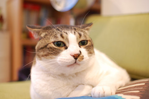 この更新中も