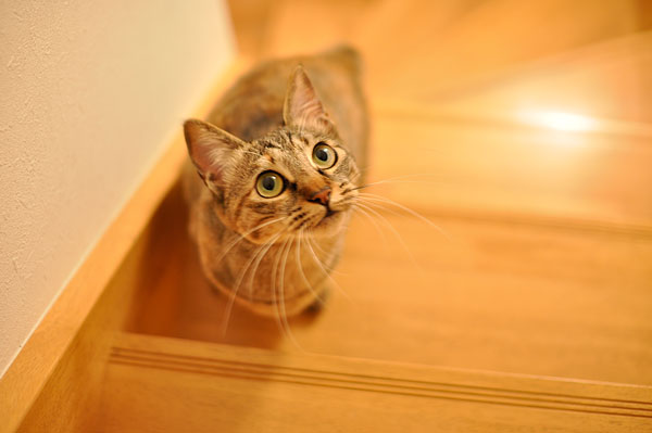 �İ����ʡ���
