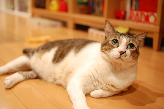 視線を頂くために相方さんの背後で動くsatoを見上げるめんまさん。
