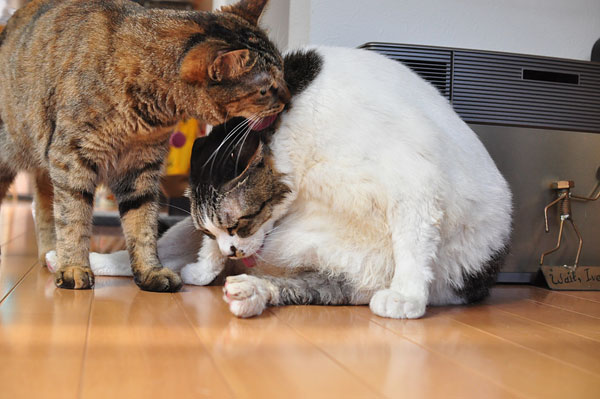 ���ޤ���˶��뤦���餵��