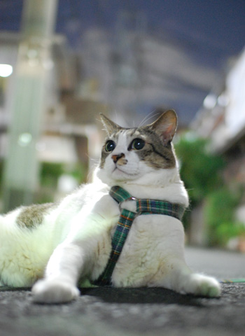 むくむく♪