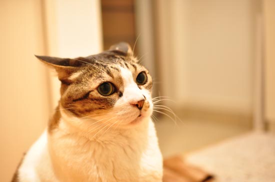 ���ؤޤ��褿���ɡ�����