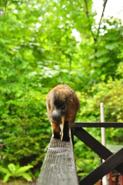 子狸?アライグマ?