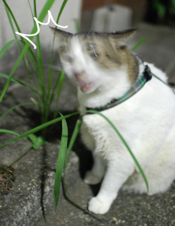 ひゃー!