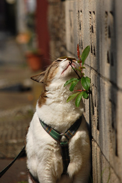 嗅ぎたくなっちゃうのだ。