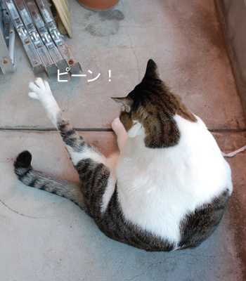 �ʤ�����­