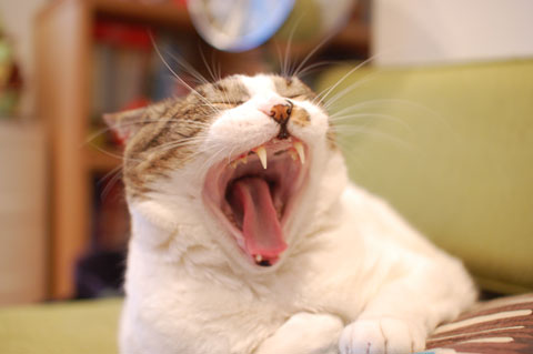 もう何度も大あくびを連発しております。