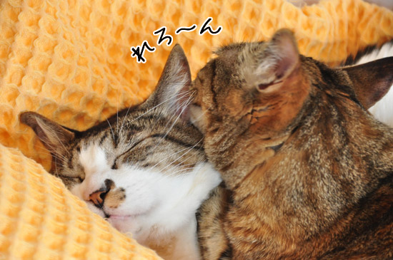 好き好き大好き兄さん大好き〜。