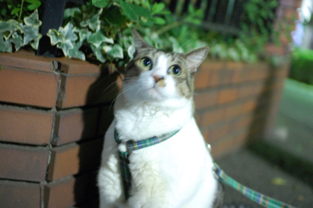 ピンボケですが