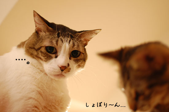 �ڤʤ�������