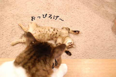 ������顣