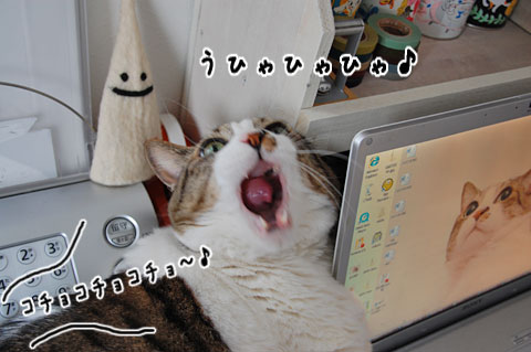 �֥�å����դ��Ǥ������