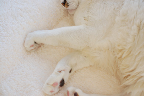 ふかふかonふわふわ♪