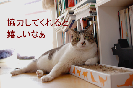 ニャンコ救済