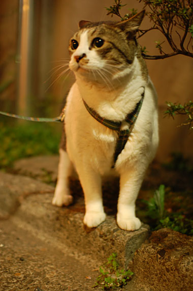 Ʒ�ޤ�ޤ롣