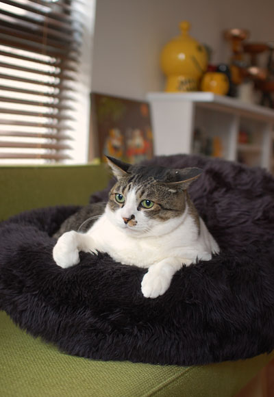 ����꤬�İ�������