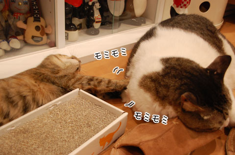 �쿴����˥���ߥ�ߢ�