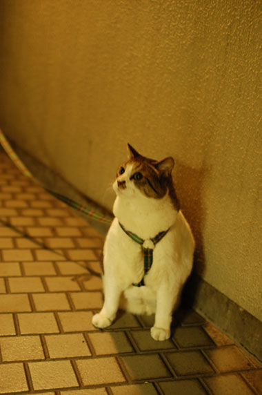 �Τ�ޤ�ޤ롣
